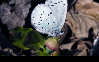 Tapeta celastrinaargiolus