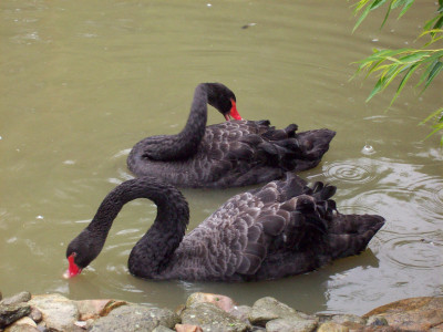 Tapeta: Černé labutě