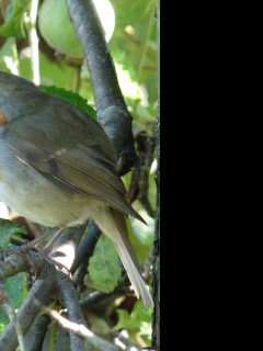 Tapeta cervenka_obecna_