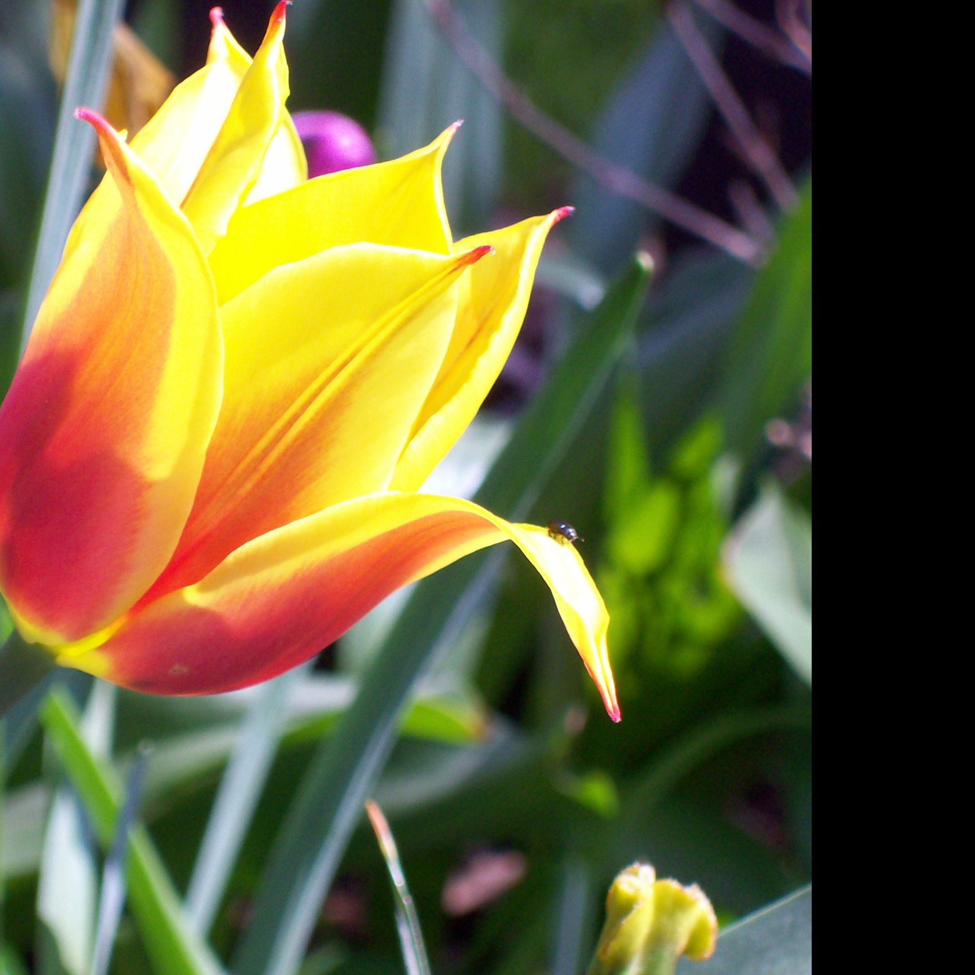 Tapeta cervenozluty_tulipan
