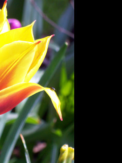 Tapeta cervenozluty_tulipan