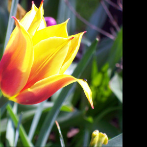 Tapeta cervenozluty_tulipan
