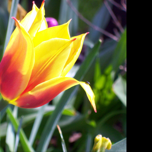 Tapeta cervenozluty_tulipan
