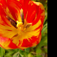 Tapeta cerveny_tulipan