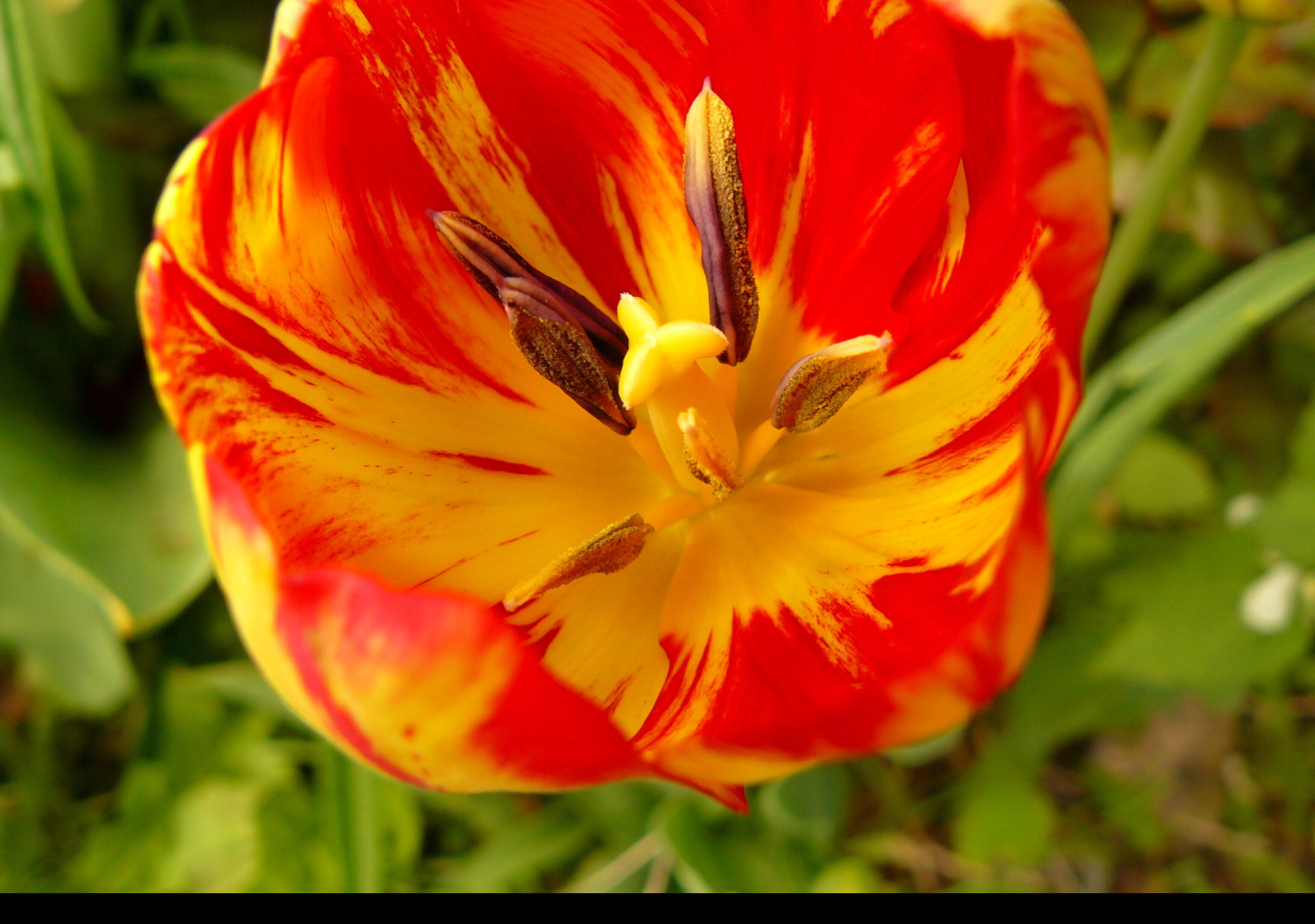 Tapeta cerveny_tulipan
