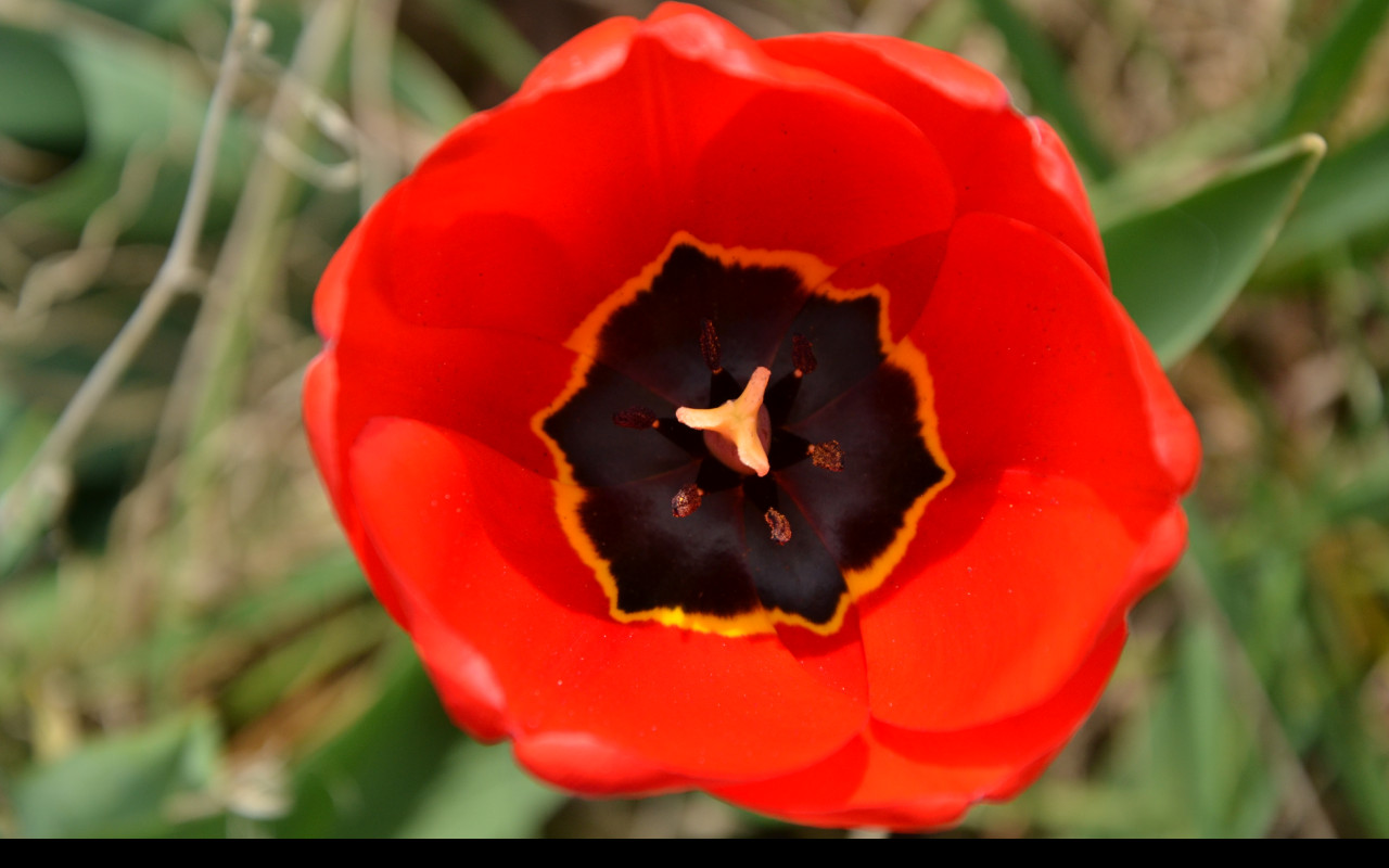 Tapeta cerveny_tulipan_2