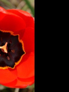 Tapeta cerveny_tulipan_2