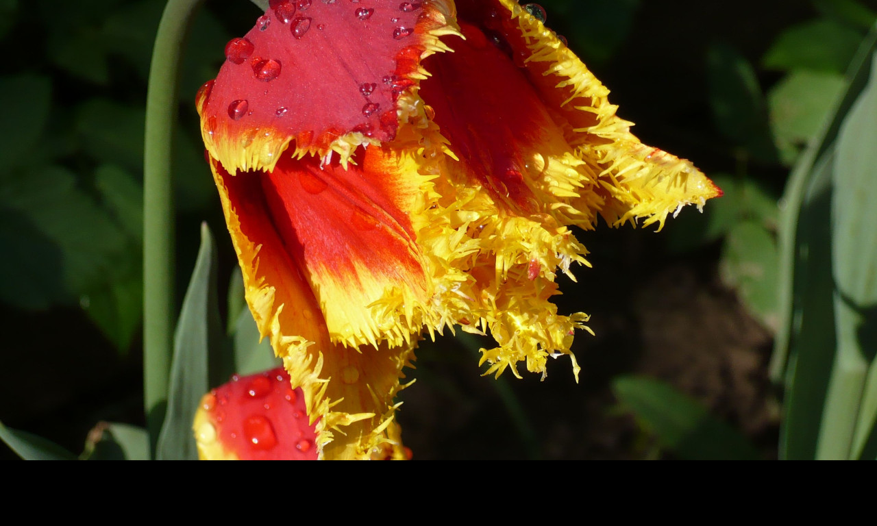 Tapeta cerveny_tulipan_po_desti