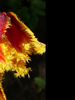 Tapeta cerveny_tulipan_po_desti