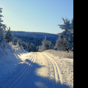 Tapeta cesta_v_zime