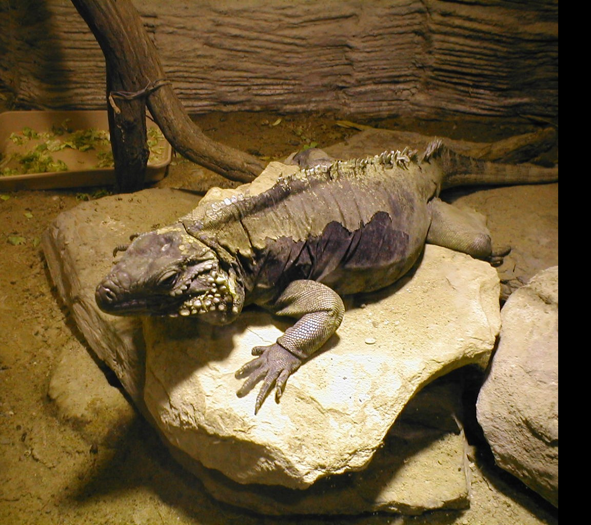 Tapeta chamelen