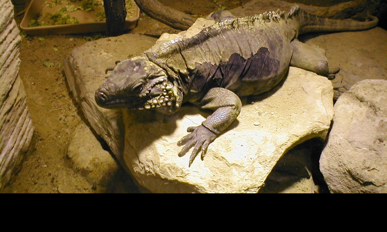 Tapeta chamelen