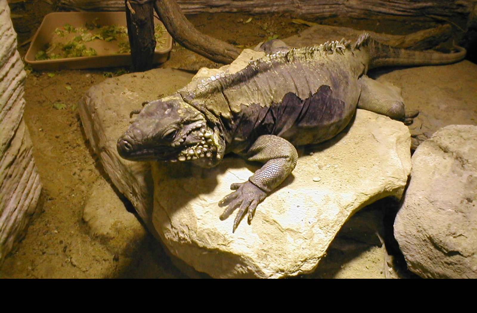 Tapeta chamelen