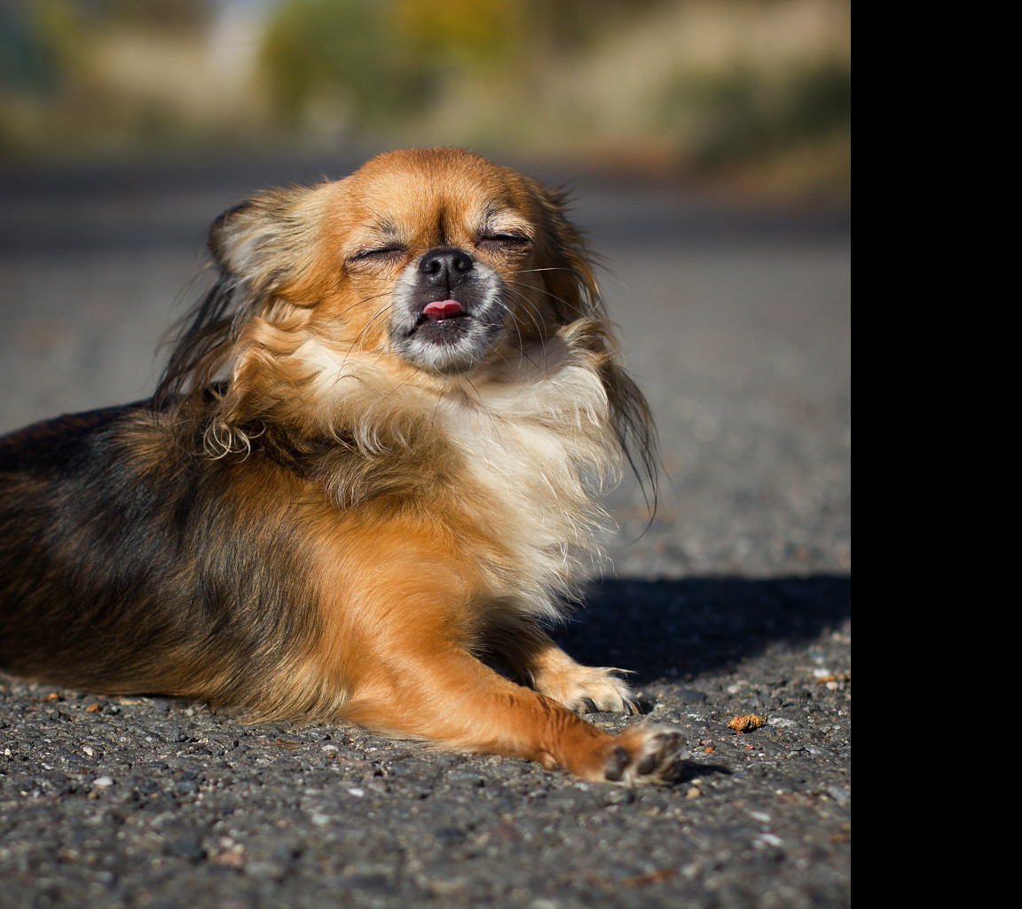 Tapeta chihuahua