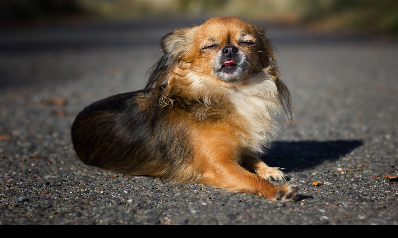 Tapeta chihuahua