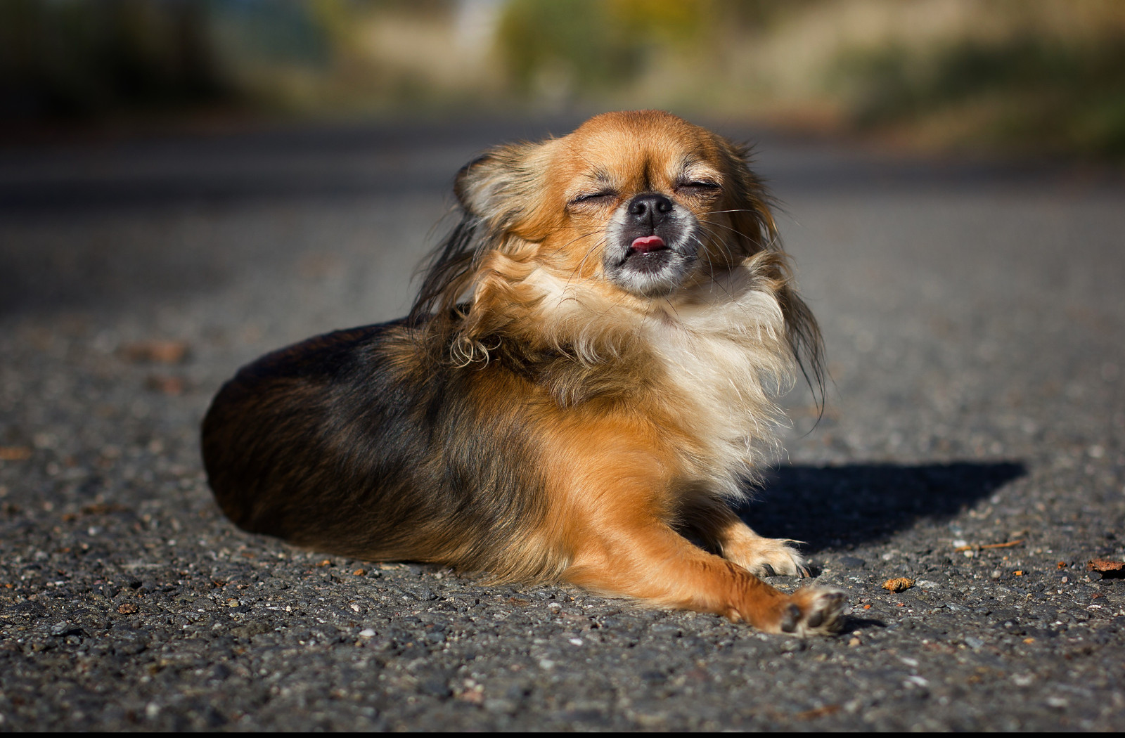 Tapeta chihuahua