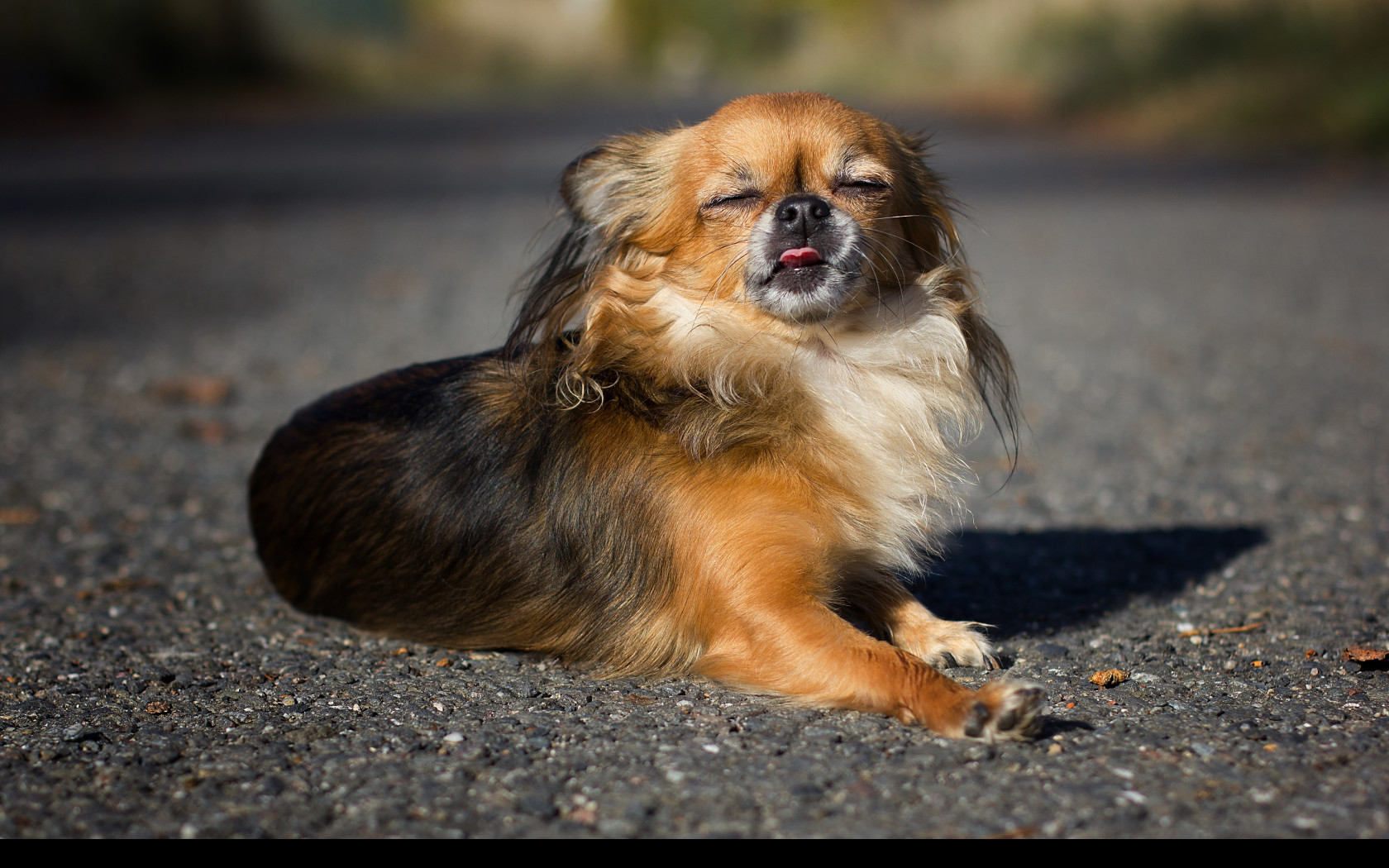 Tapeta chihuahua