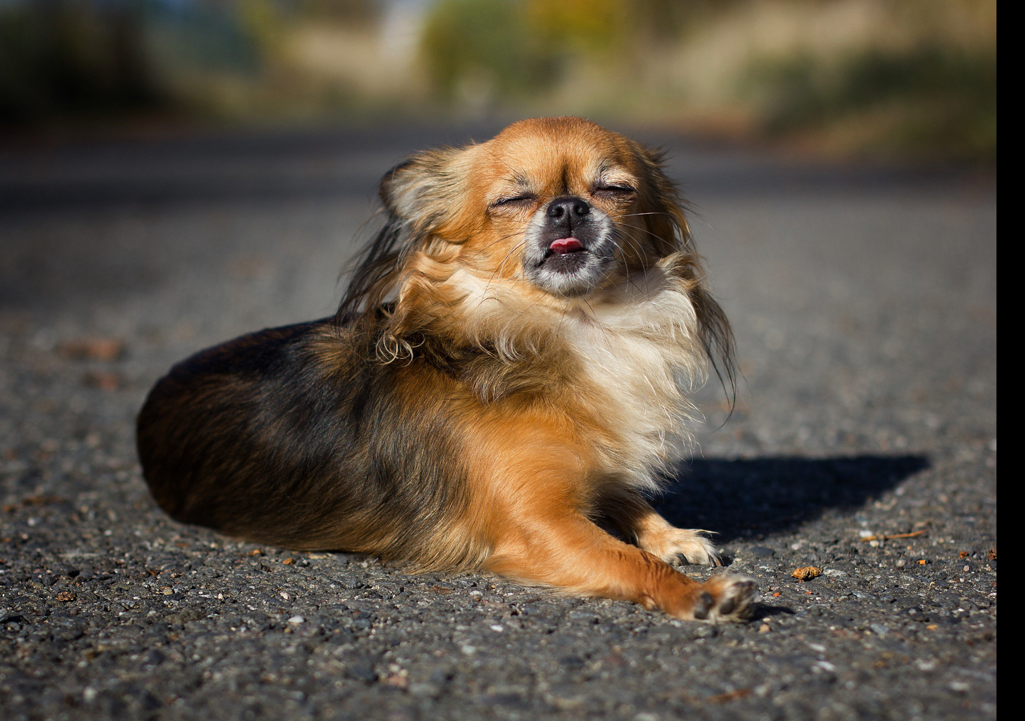 Tapeta chihuahua