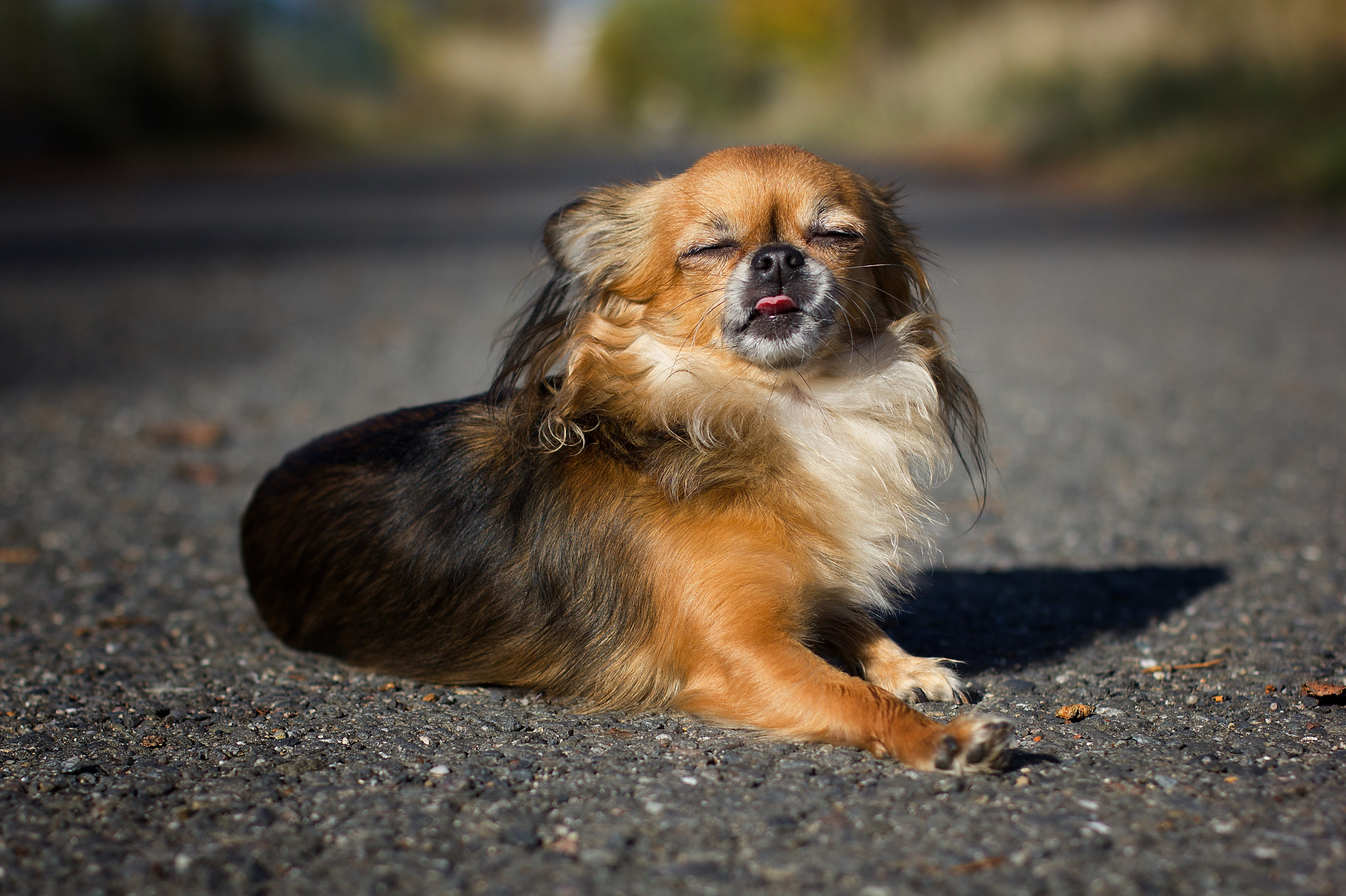 Tapeta chihuahua