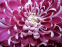 Tapeta Chrysantma