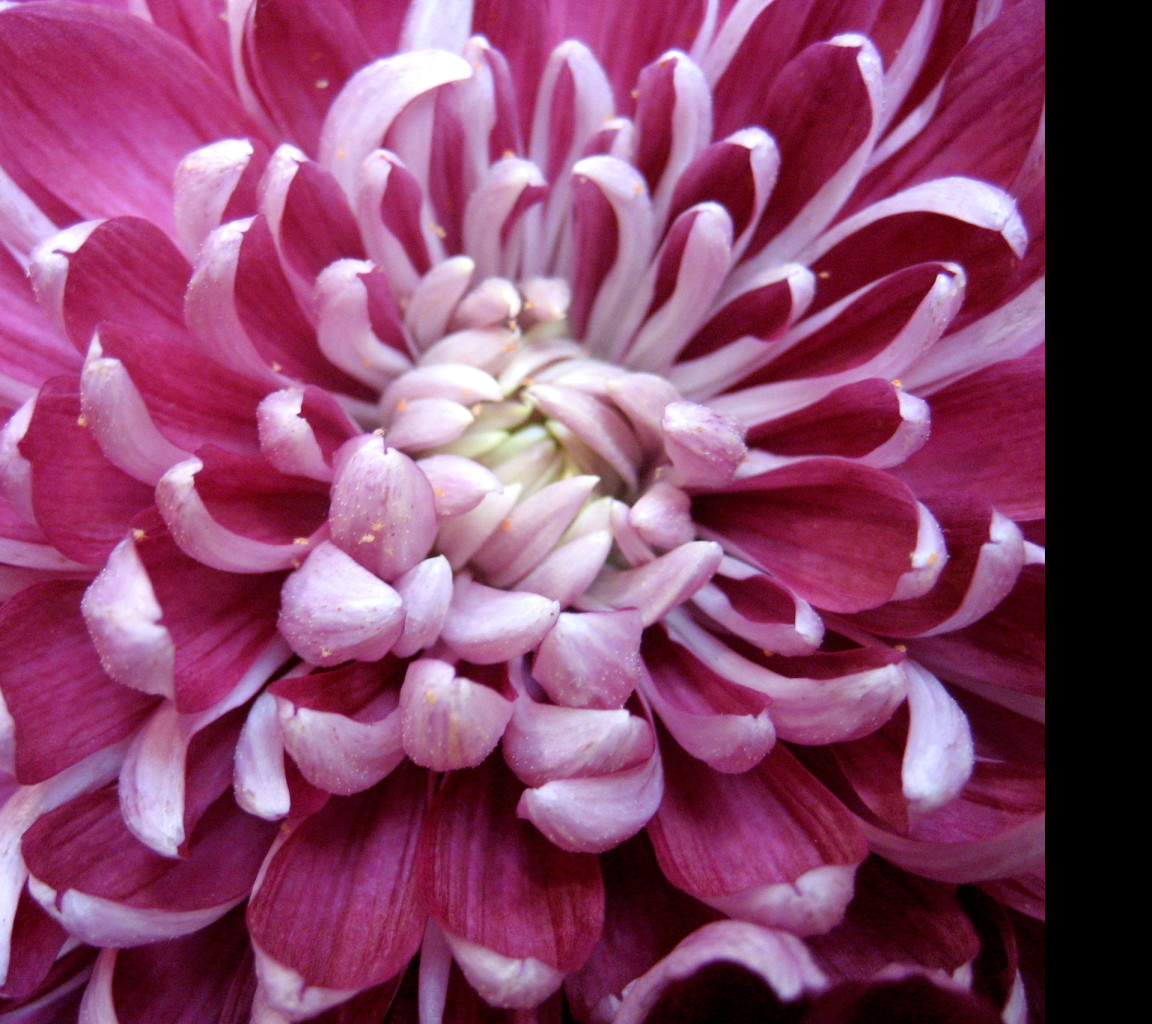 Tapeta chrysantema2