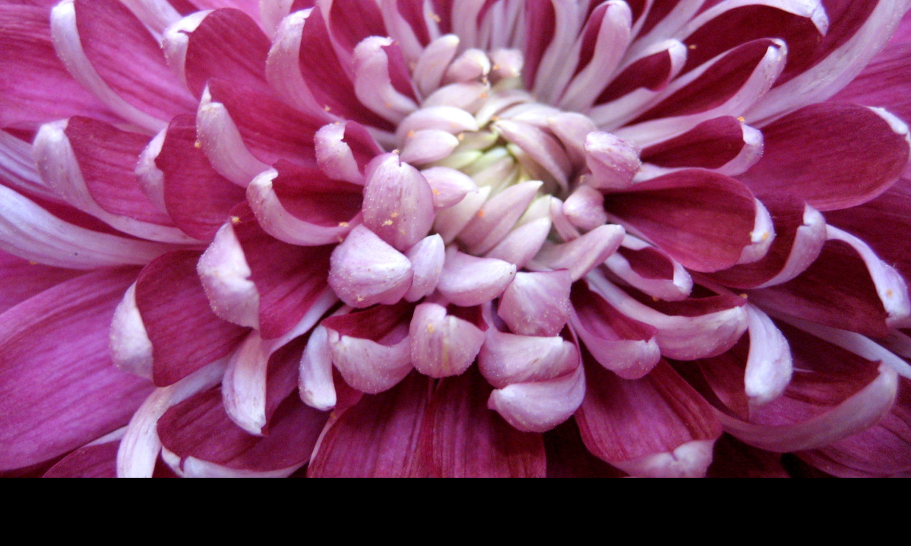 Tapeta chrysantema2