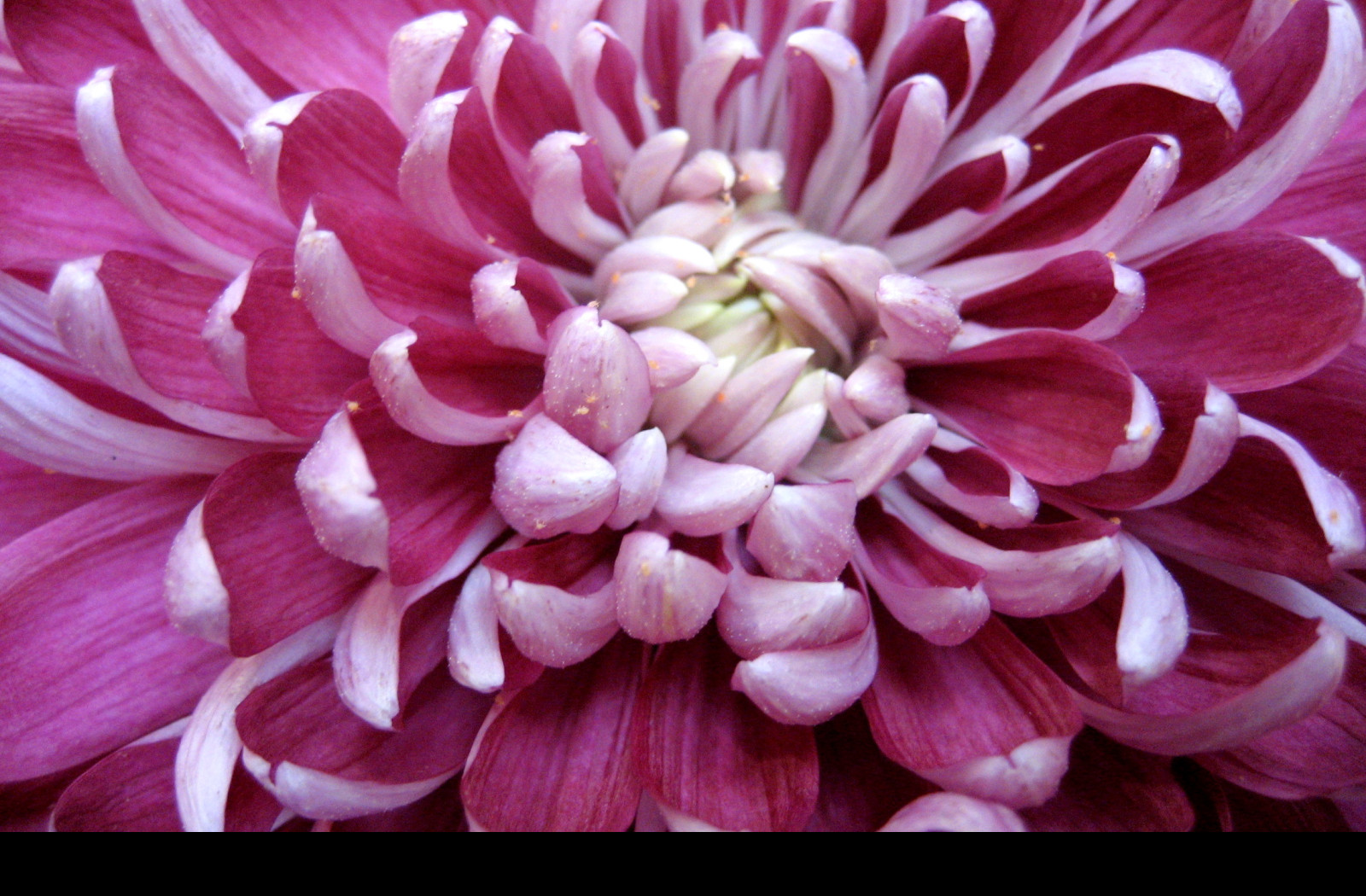 Tapeta chrysantema2