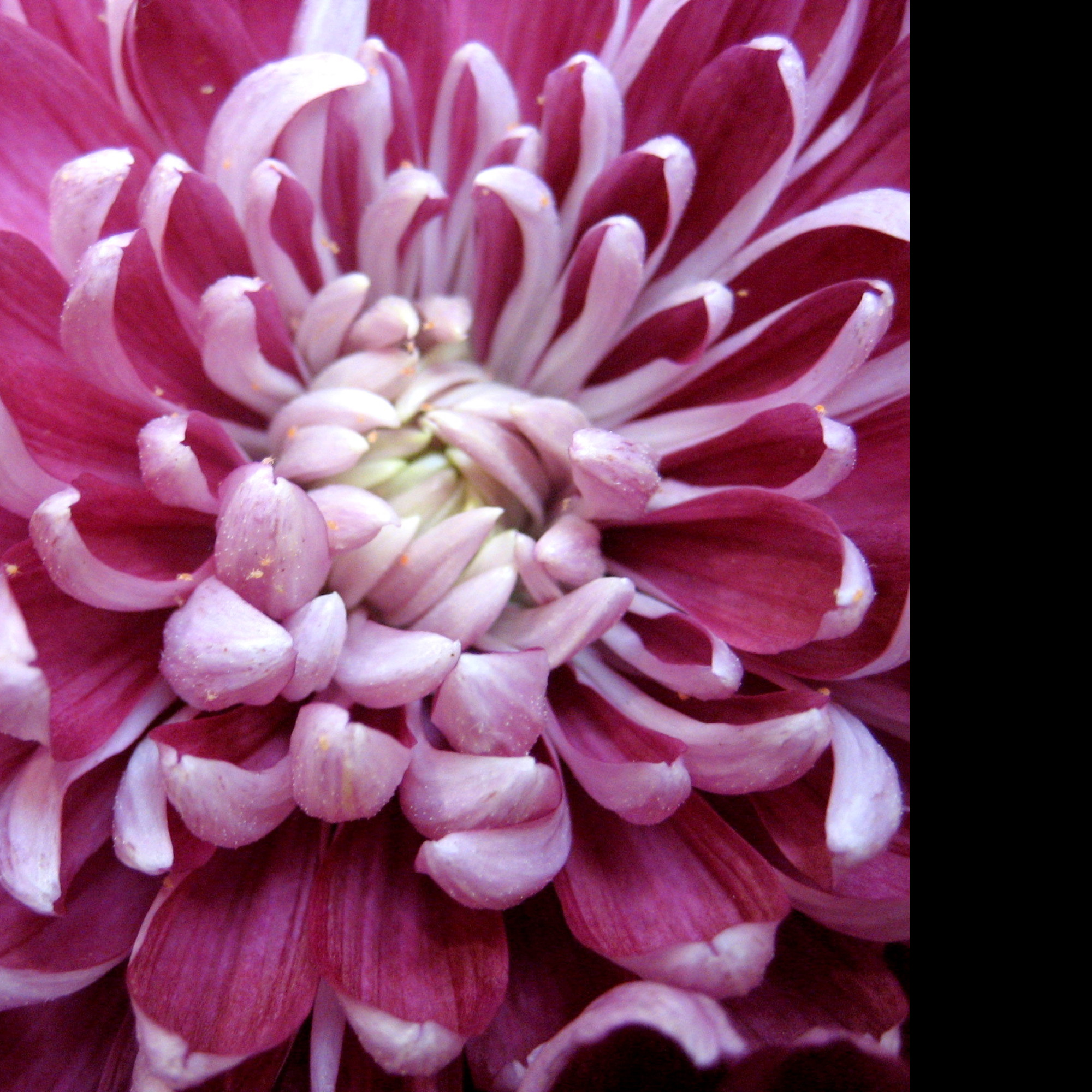 Tapeta chrysantema2