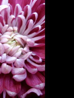 Tapeta chrysantema2