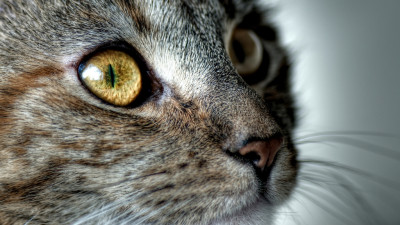 Tapeta: �i�i pohled..