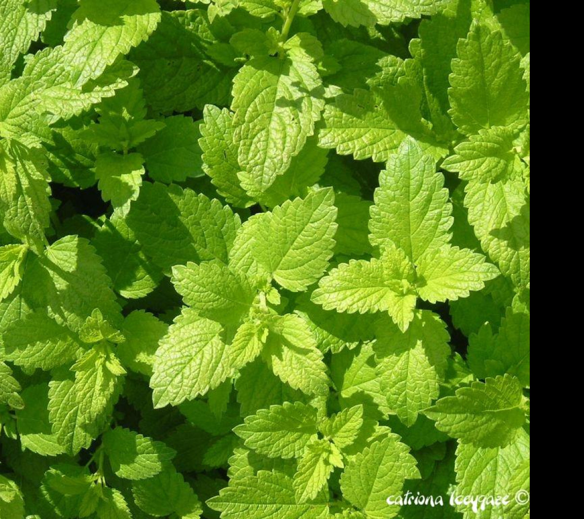 Tapeta citronka