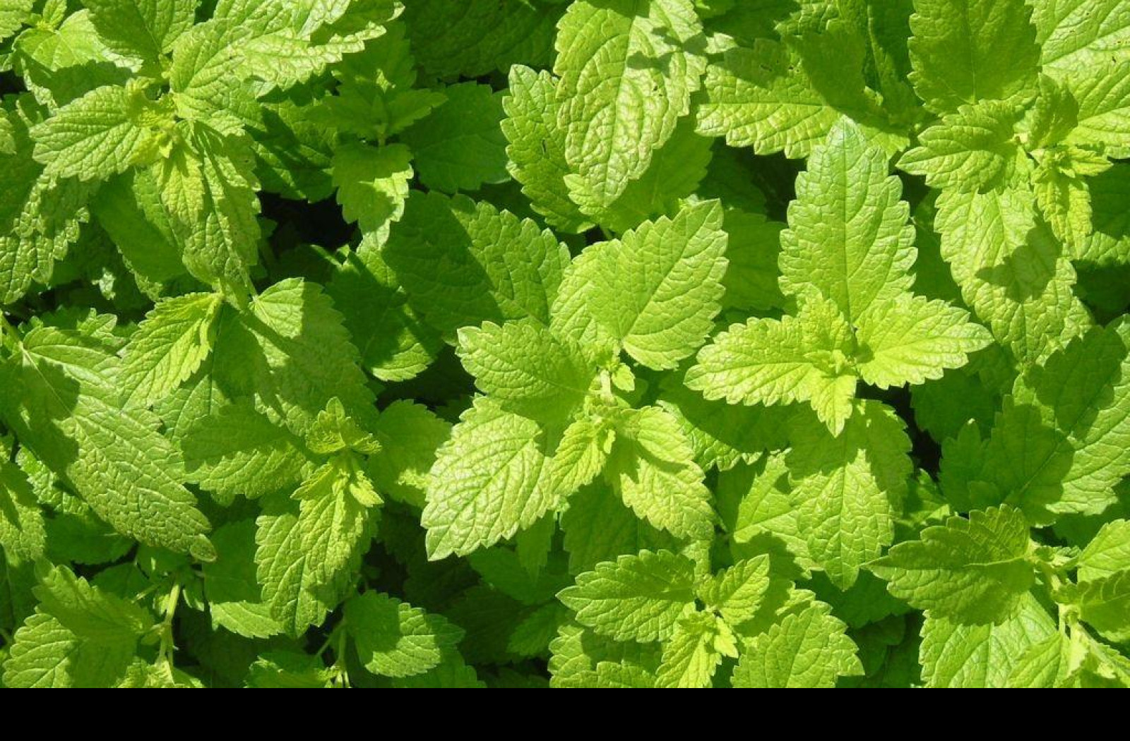 Tapeta citronka