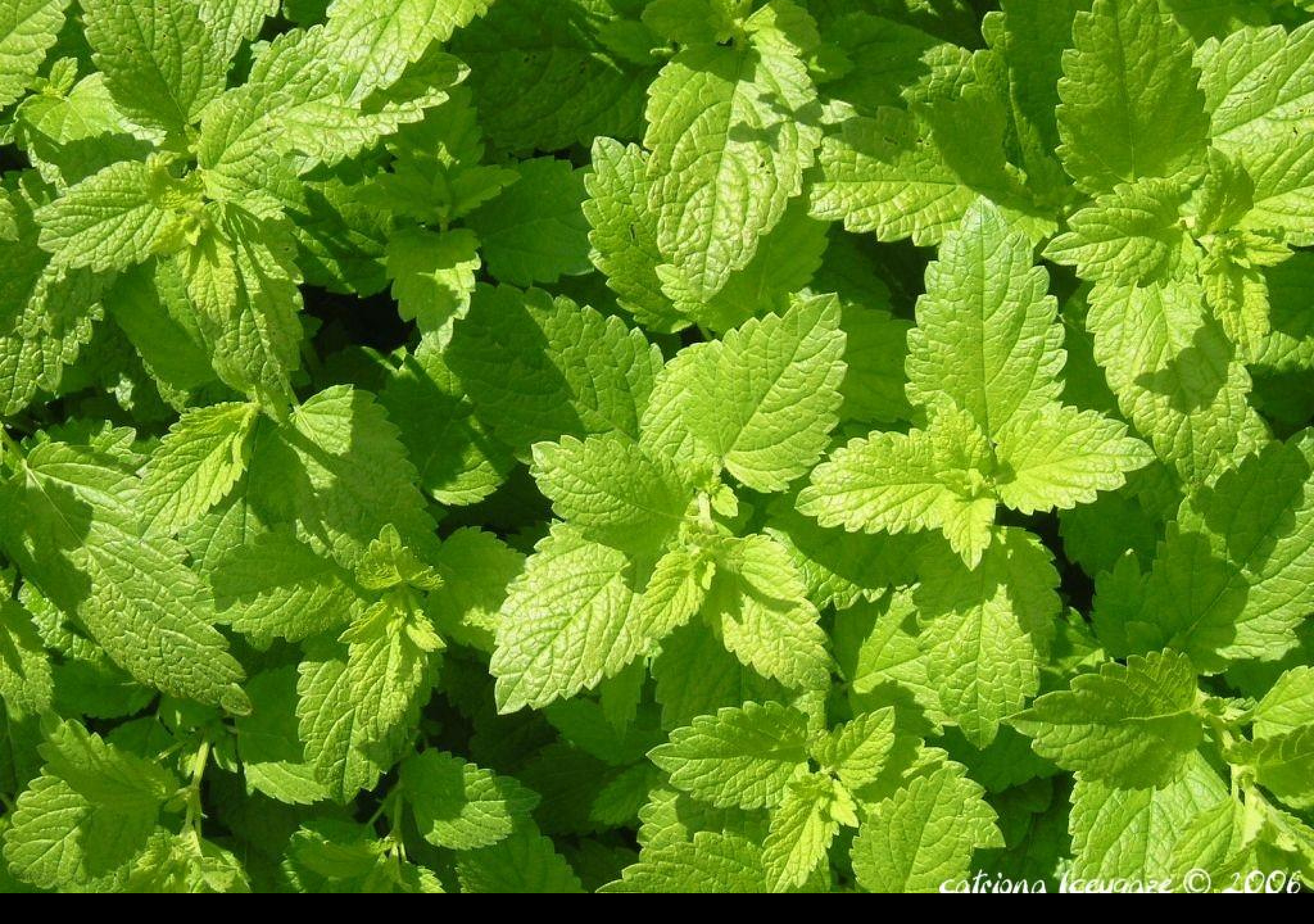 Tapeta citronka
