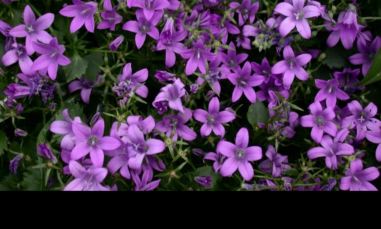 Tapeta clematis