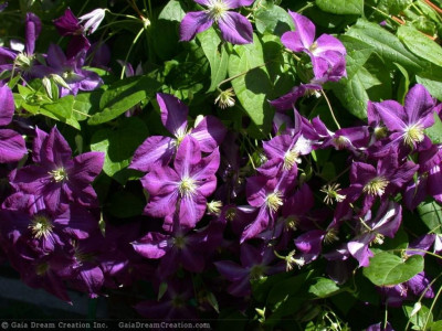 Tapeta: Clematis 2