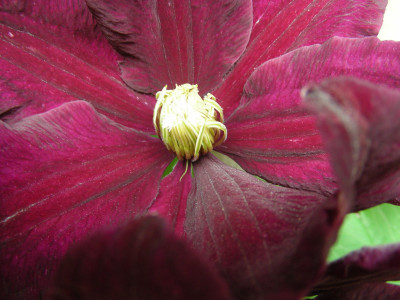 Tapeta: Clematis niobe