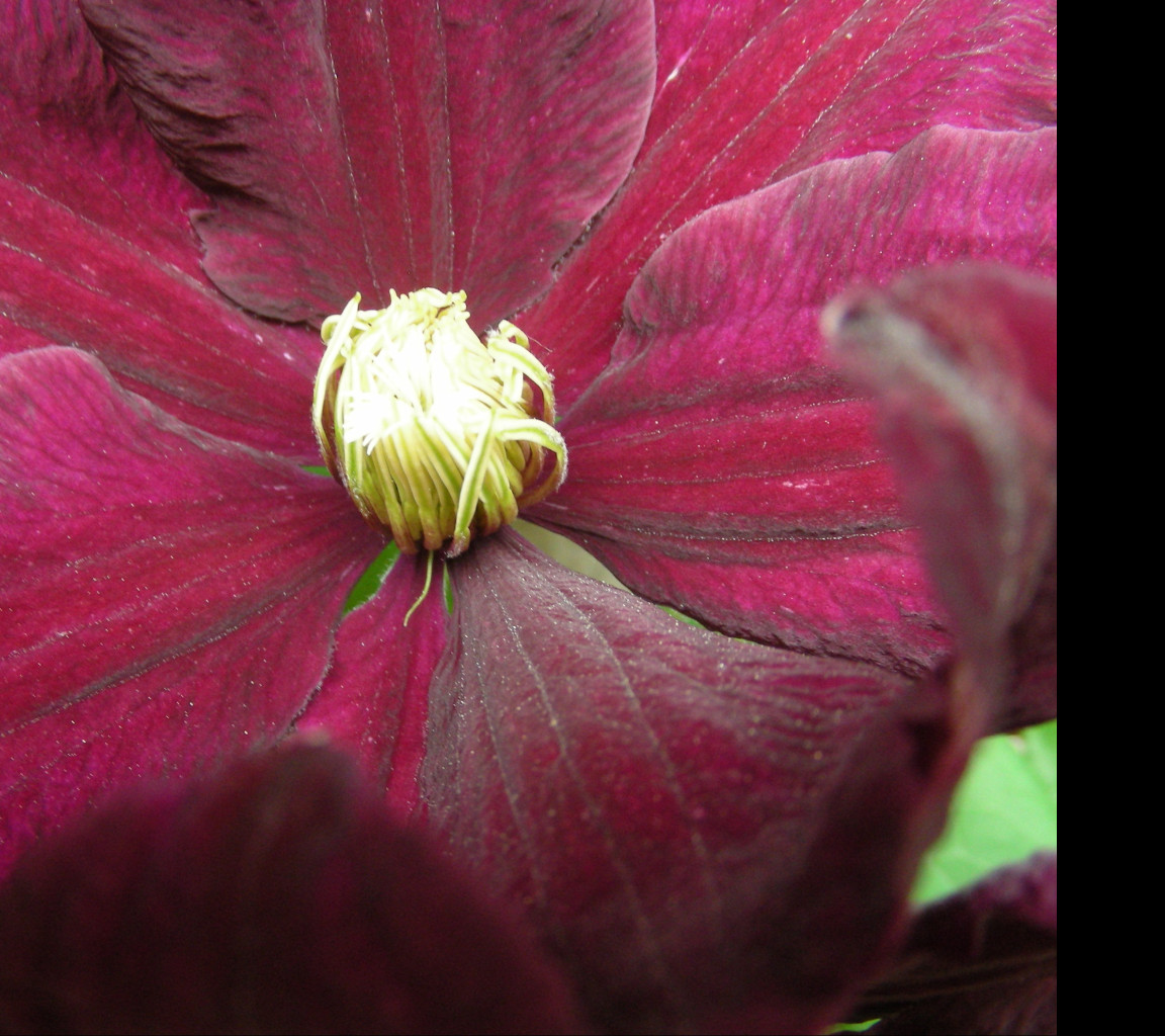 Tapeta clematis_niobe