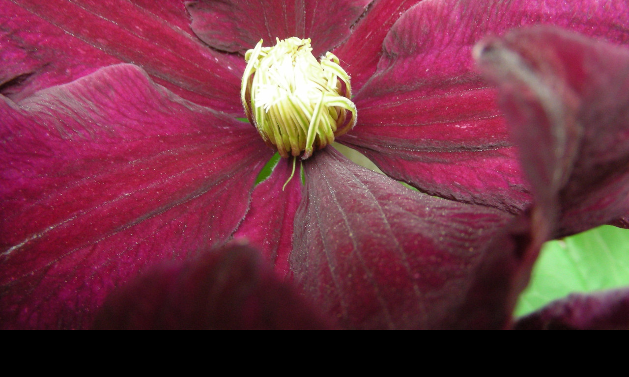 Tapeta clematis_niobe