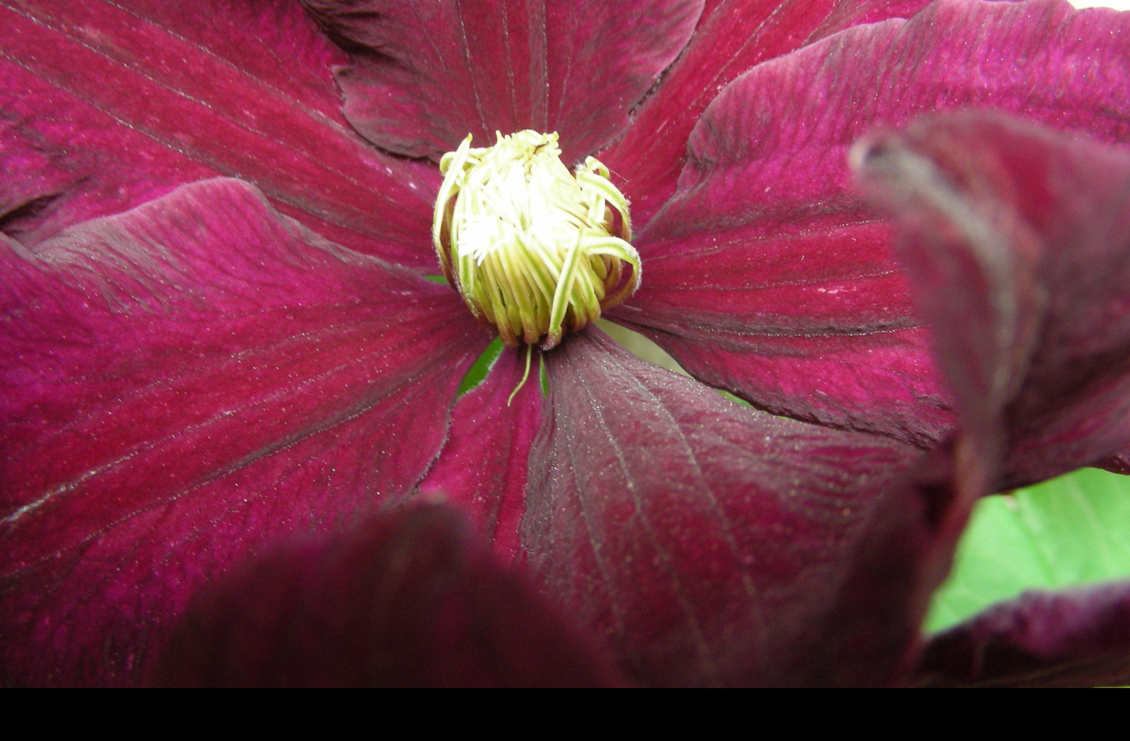 Tapeta clematis_niobe