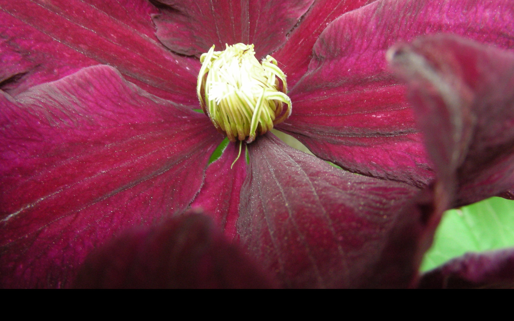 Tapeta clematis_niobe