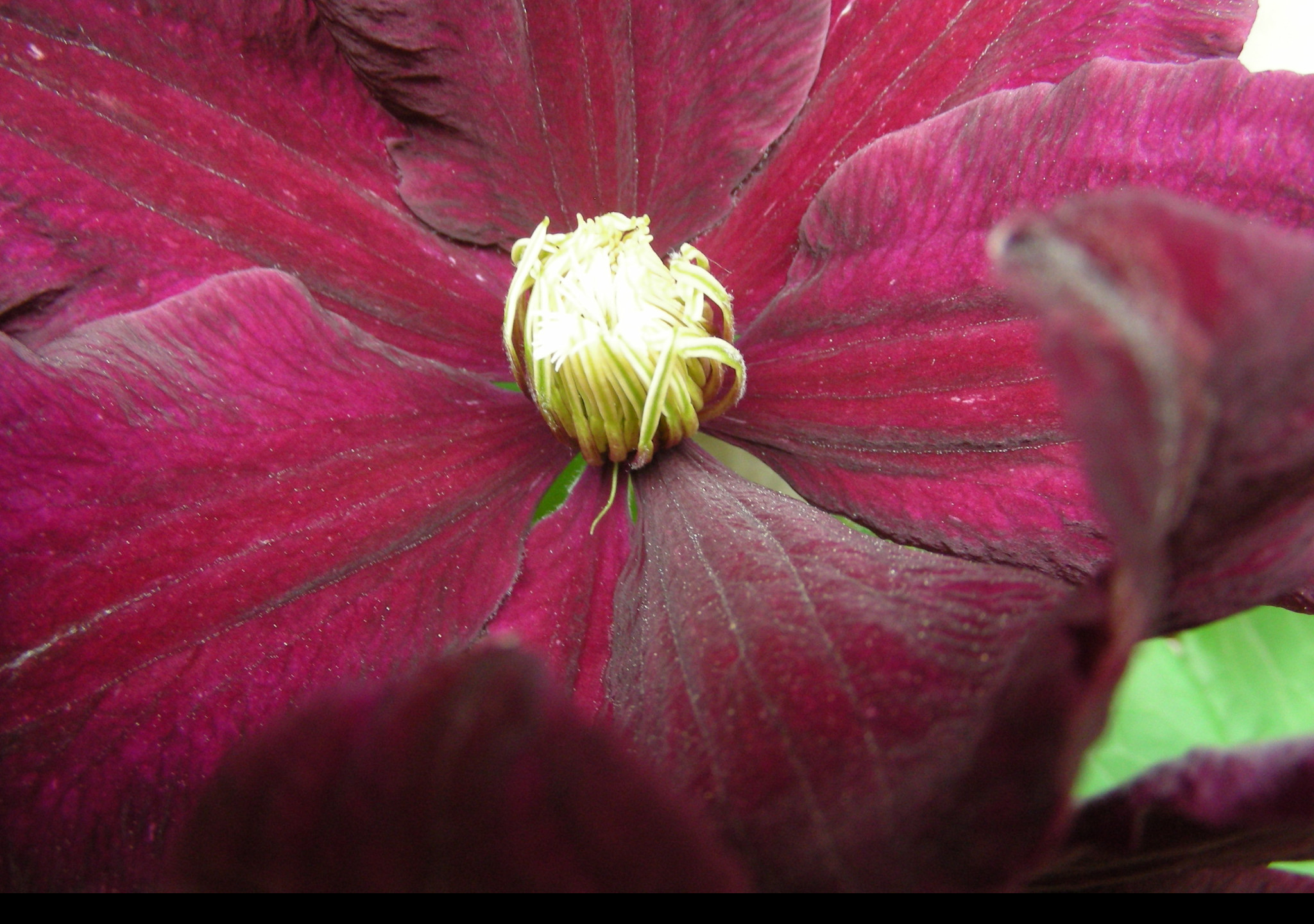 Tapeta clematis_niobe