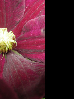 Tapeta clematis_niobe