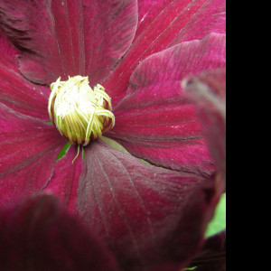 Tapeta clematis_niobe