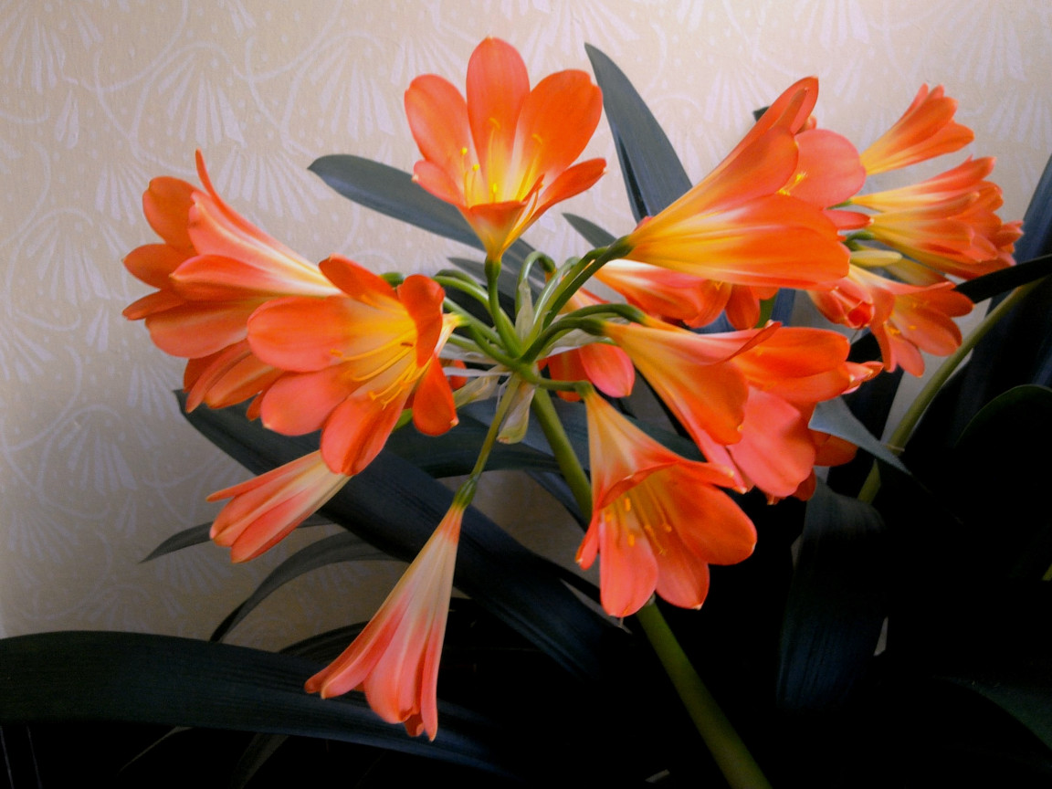 Tapeta clivia_miniata