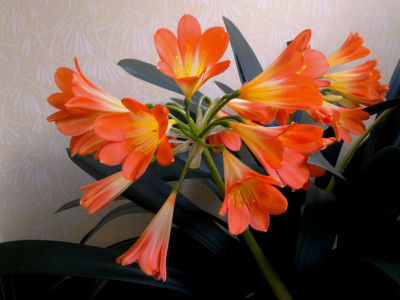 Tapeta: Clivia miniata