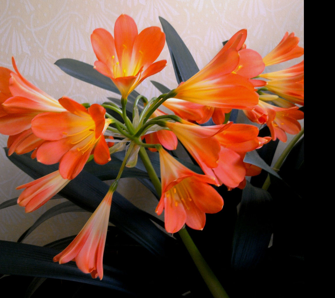 Tapeta clivia_miniata