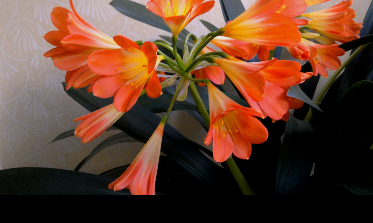 Tapeta clivia_miniata