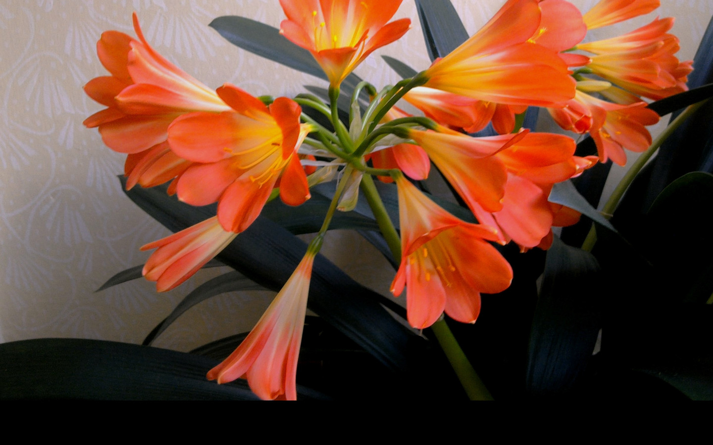 Tapeta clivia_miniata