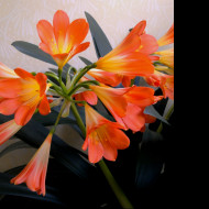 Tapeta clivia_miniata