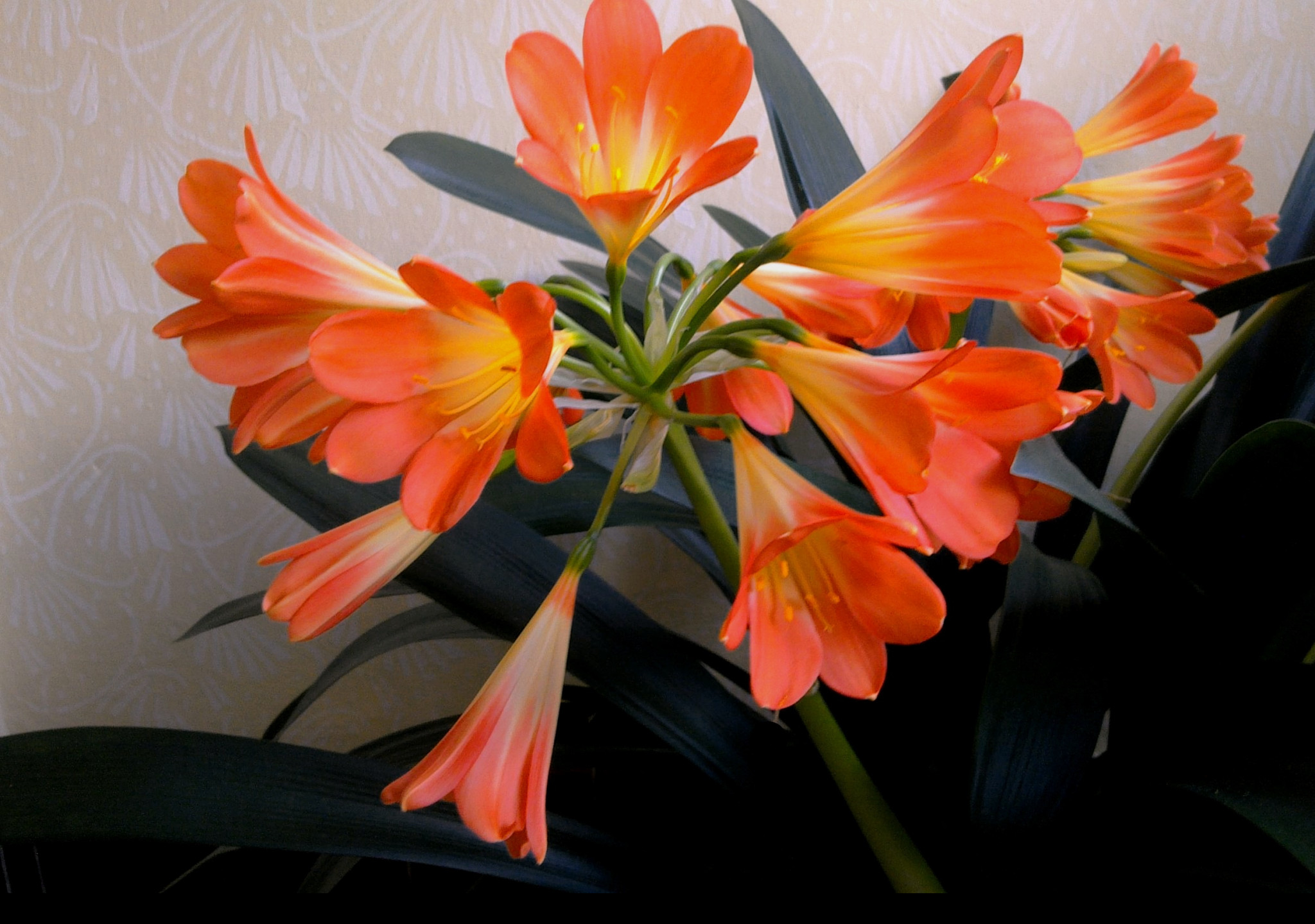 Tapeta clivia_miniata